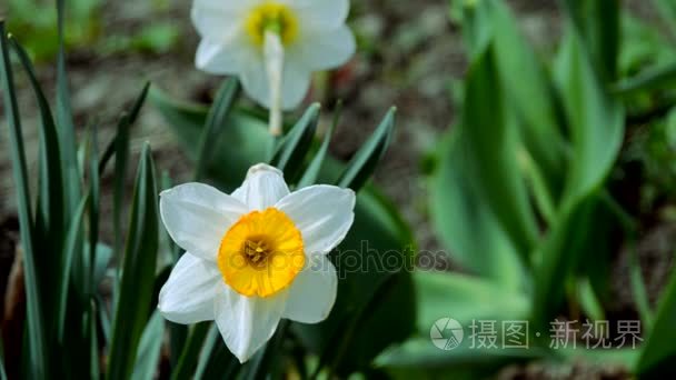 水仙花春天鲜花扔在户外