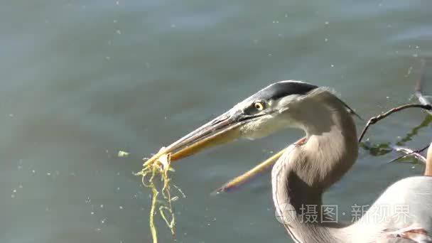 大蓝鹭钓小鱼