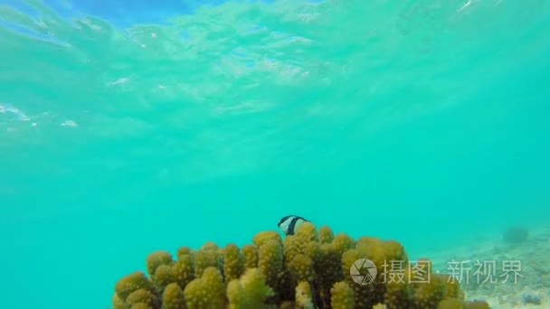 浅珊瑚礁的海洋风景。海洋水下视频。小鱼游泳不正常和隐藏的藻类。彩色的珊瑚和鱼在马尔代夫