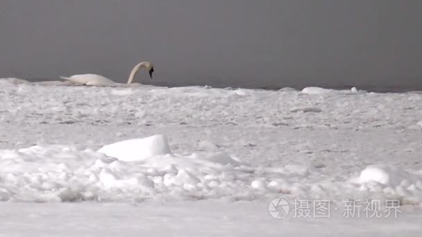 在天然环境中北海的野天鹅视频