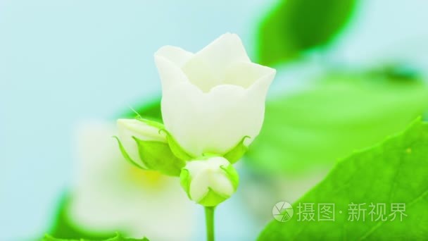 樱桃花树开花视频