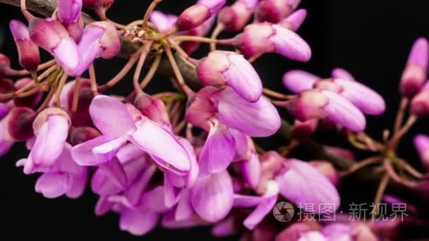 紫荆花树鲜花视频