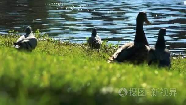 鸭子在池塘里的银行视频