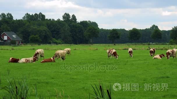 牛在牧场上吃草视频