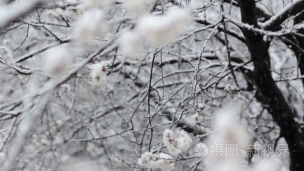 在春天盛开的果树园里的降雪视频