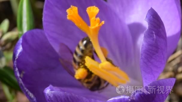 蜜蜂采集花蜜在番红花视频