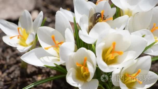 蜜蜂采集花蜜在番红花视频