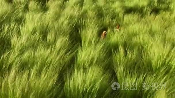 棕色犬小狗在草地中扮演
