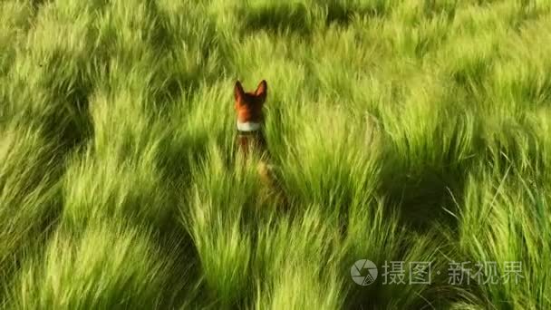 棕色犬小狗在草地中扮演