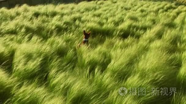 棕色犬小狗在草地中扮演