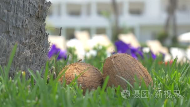 在 4k 的椰子棕榈树包树下的草地上视频镜头