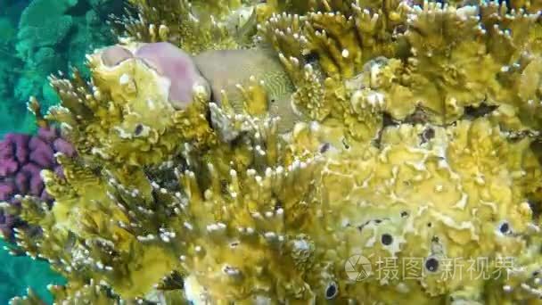 黄珊瑚居住的小鱼密切了慢动作视频