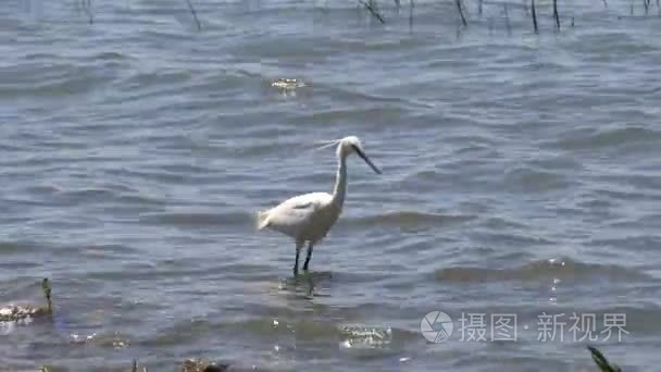 白苍鹭在池塘上视频