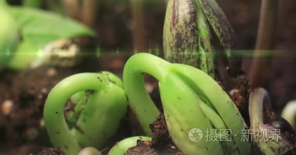 豆种子萌发生长植物发芽生长