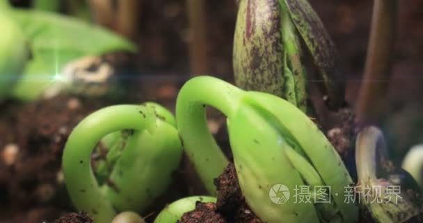 豆种子萌发生长植物发芽生长视频