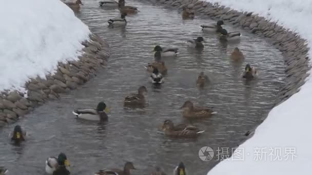 在一个寒冷的冬天河水漂游泳视频