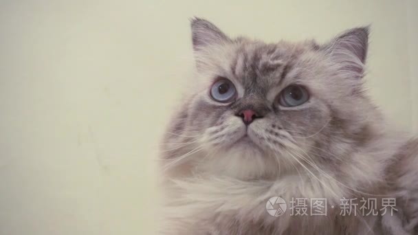 可爱小波斯猫视频