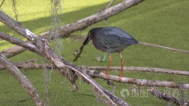 有一只青蛙在佛罗里达湿地绿鹭视频