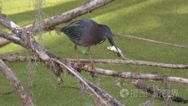 有一只青蛙在佛罗里达湿地绿鹭视频