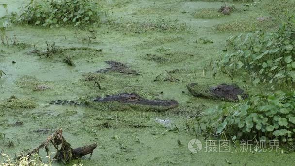 短吻鳄在春天交配行为