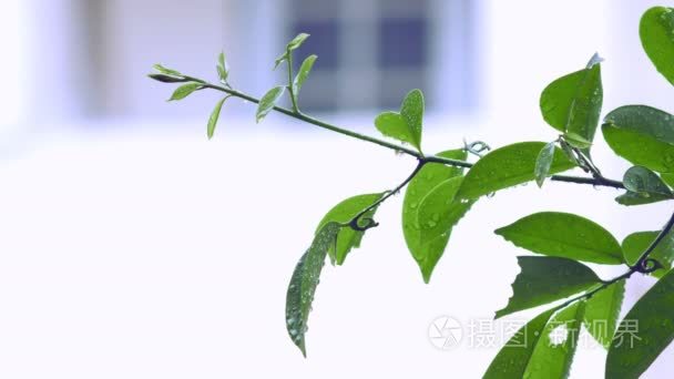 在雨中登山依兰视频