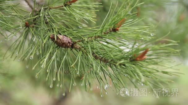 绿色根松枝，雨后