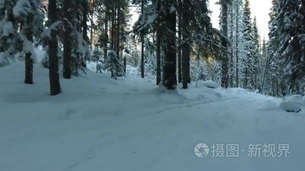 冬季森林的全景图视频