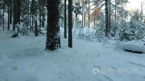 冬季森林的全景图视频