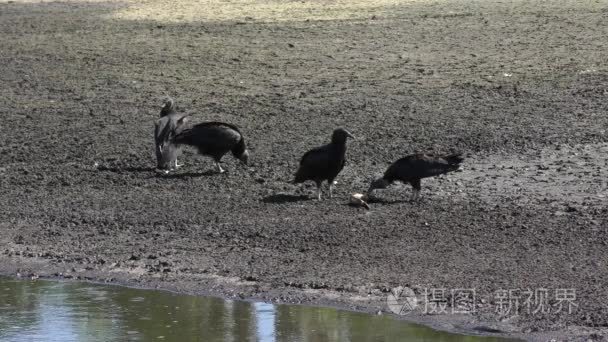 黑兀鹫饲料对附近干涸的池塘里的死鱼