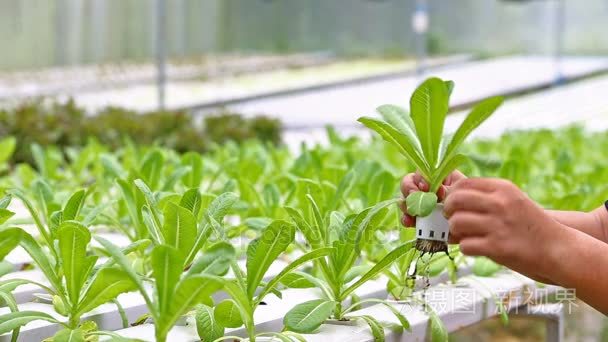 种植无土栽培蔬菜农场在泰国视频