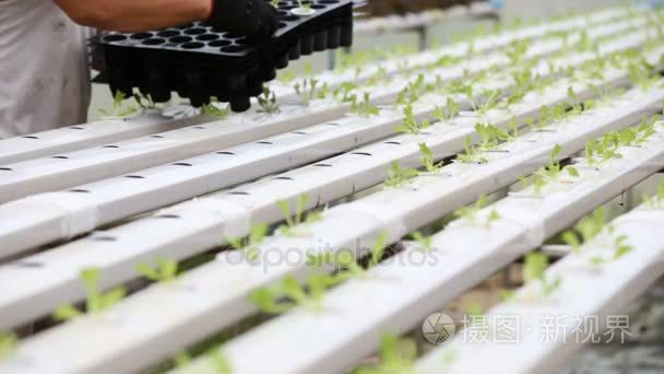 种植无土栽培蔬菜农场在泰国视频