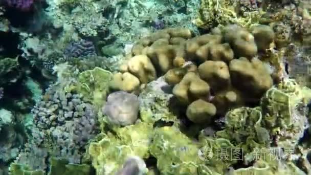 美丽的珊瑚礁与珊瑚水下在红海视频