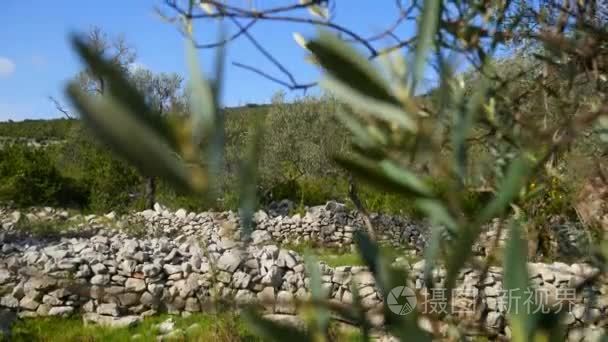 橄榄树园林和花园在黑山视频