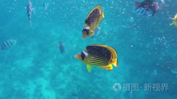 外来鱼与黄色和黑色的条纹和气泡上升，海礁视频