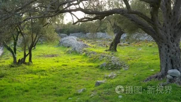 橄榄树园林和花园在黑山视频