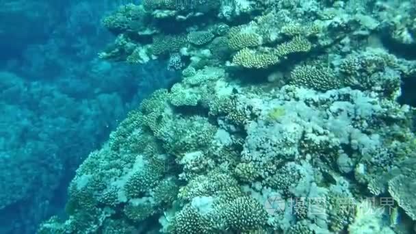 在一片珊瑚礁多彩的珊瑚鱼视频
