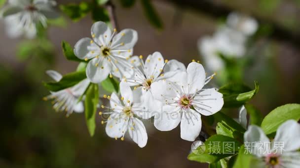 特写镜头的樱花上模糊的背景视频