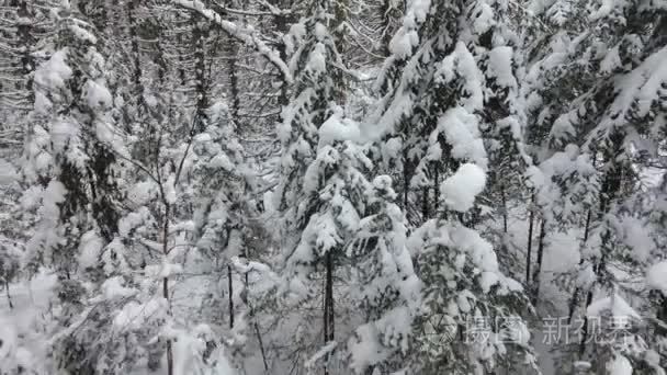 冬季森林的全景图视频