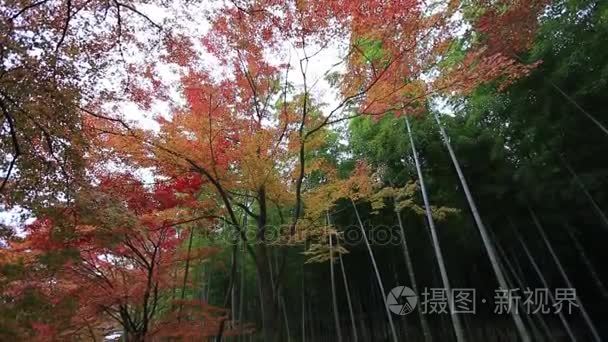 日本京都岚山竹林视频