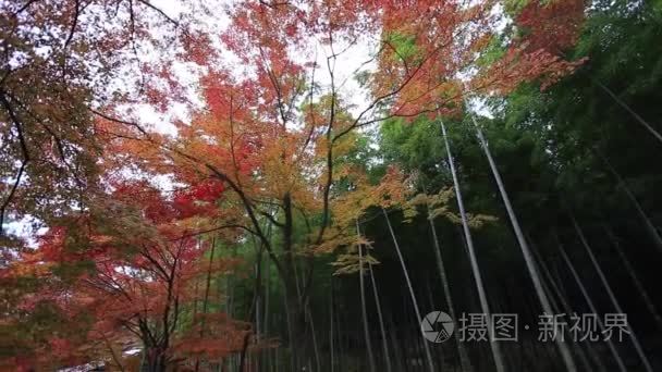 日本京都岚山竹林视频