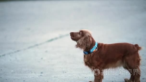 金发女郎和狗可卡犬。她调侃，起着，笑着说。快乐。在三个前爪上可笑地跑开了