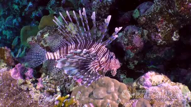 devil firefish (pterois miles).短视频