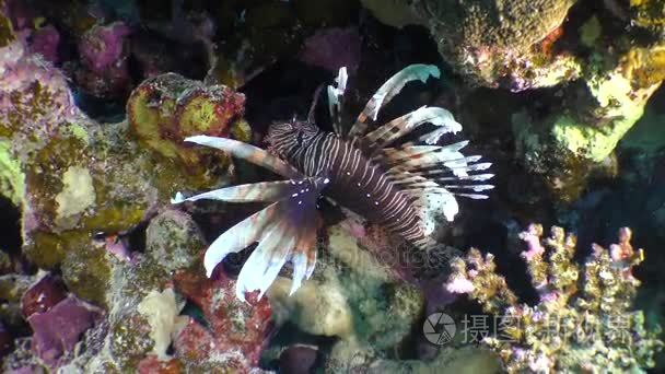 devil firefish (pterois miles).短视频