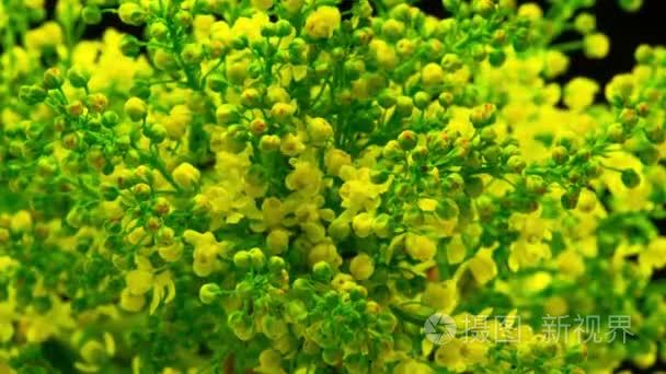 布什的春天黄色的花朵绽放视频