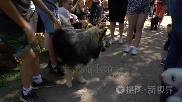 车主出示他们的宠物视频