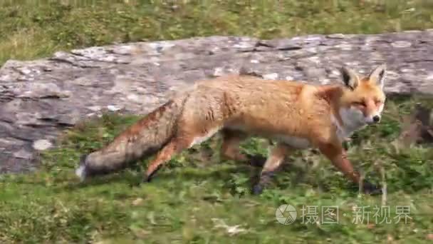 在荒野中狩猎狐狸视频