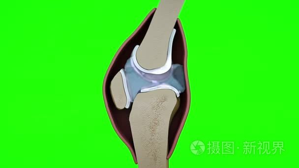 人体膝关节的绿色背景视频