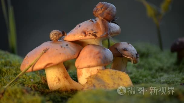 蜗牛爬上蘑菇，小型和大型