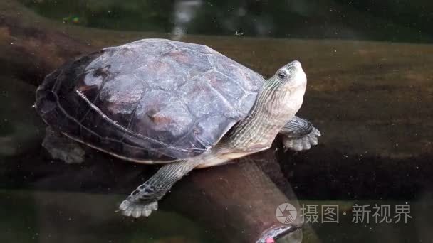 海龟在一个池塘里的特写视图视频