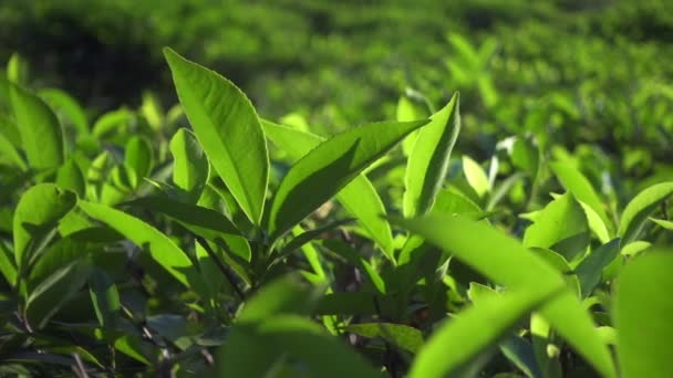 鲜叶视频素材-鲜叶实拍视频下载-第1页-摄图新视界视频库